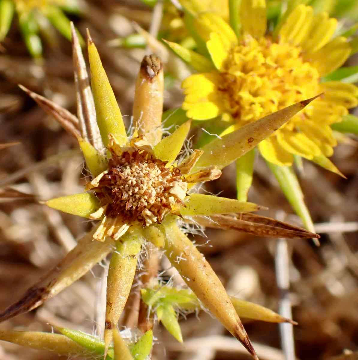 Centromadia parryi ssp. congdonii