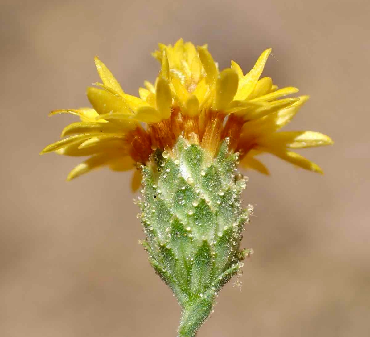 Lessingia glandulifera var. glandulifera