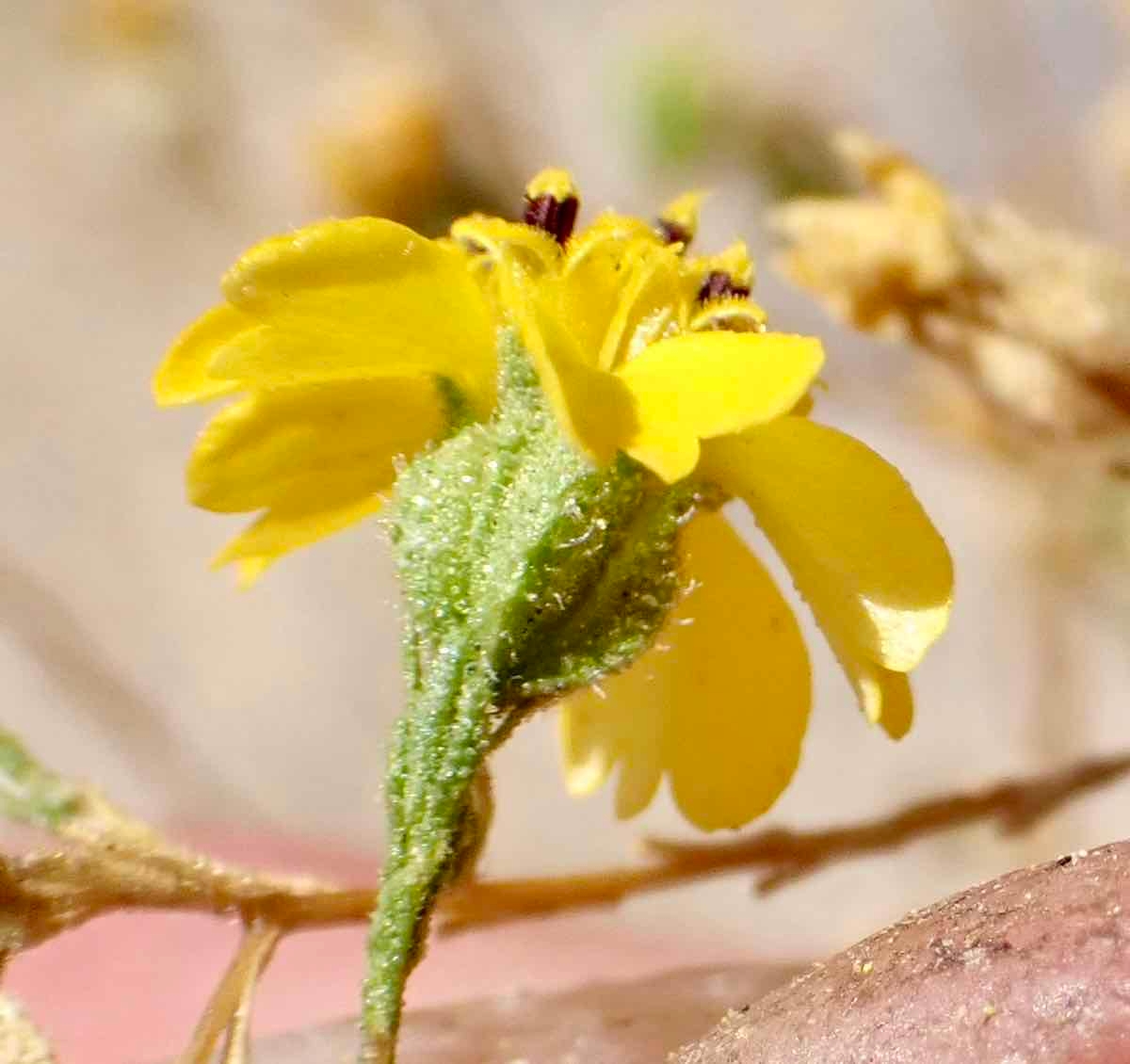 Deinandra pentactis