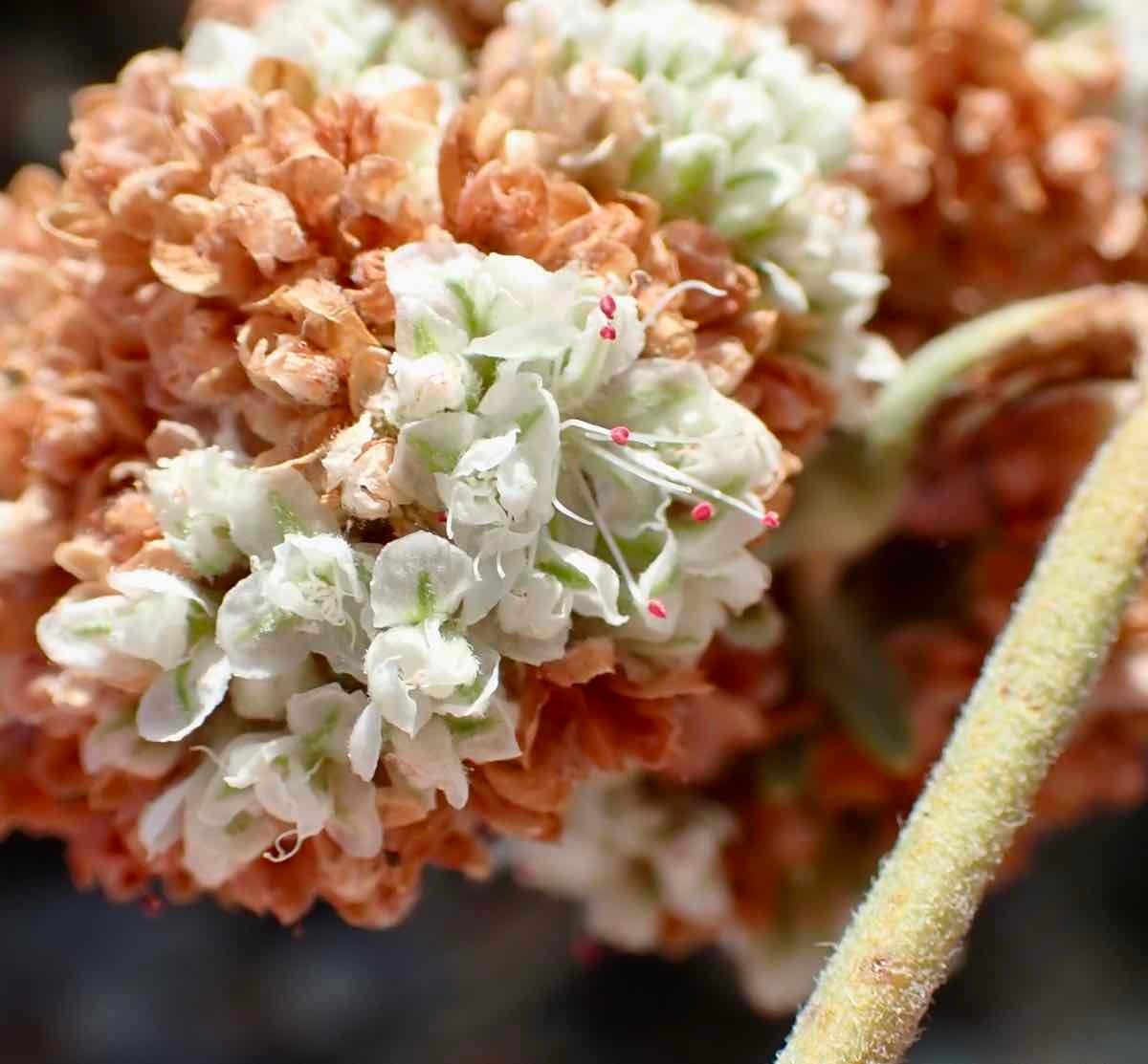 Eriogonum fasciculatum var. foliolosum