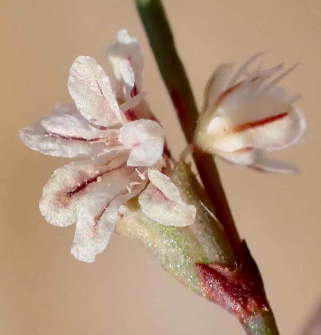 Eriogonum baileyi var. baileyi