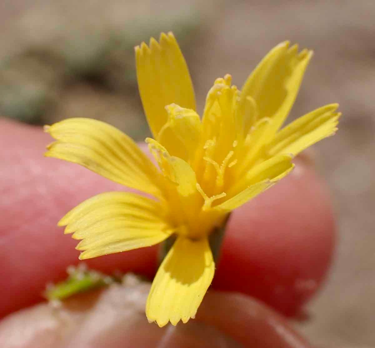 Chondrilla juncea