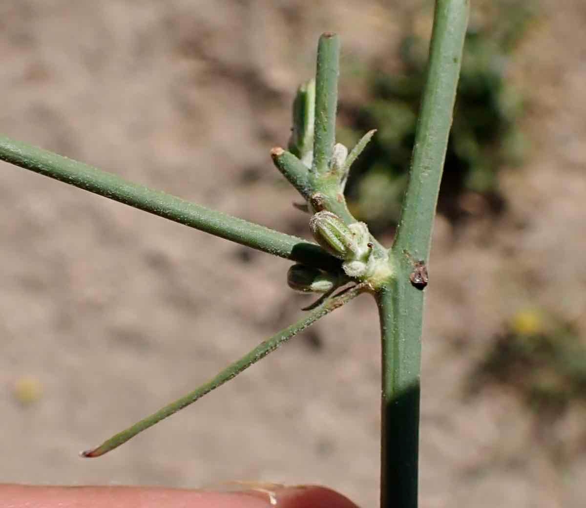 Chondrilla juncea