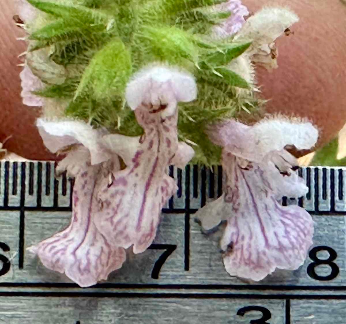 Stachys rigida var. rigida