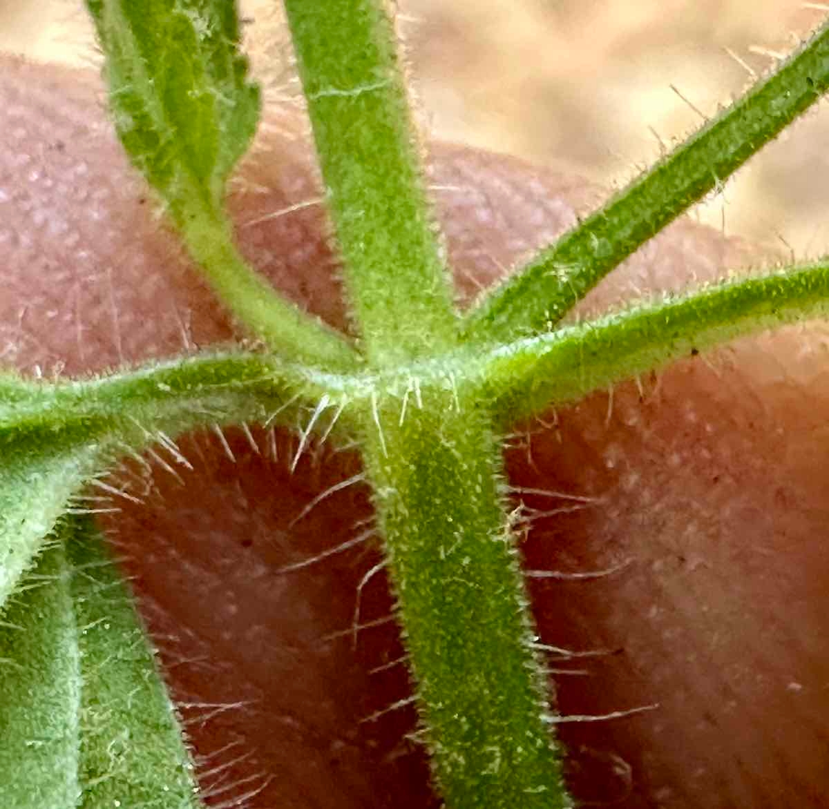 Stachys rigida var. rigida