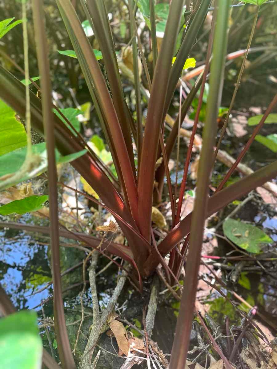 Colocasia esculenta