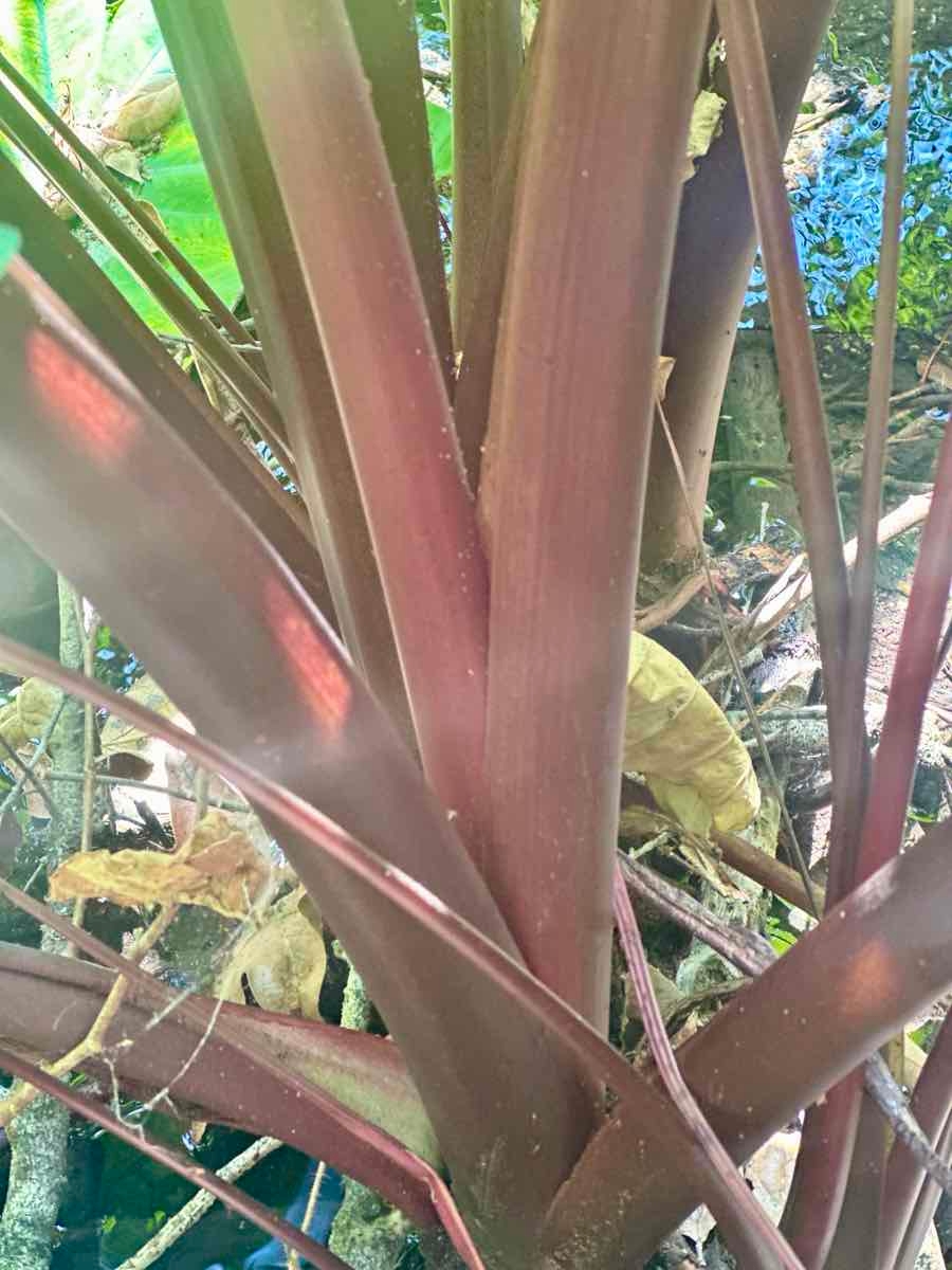 Colocasia esculenta