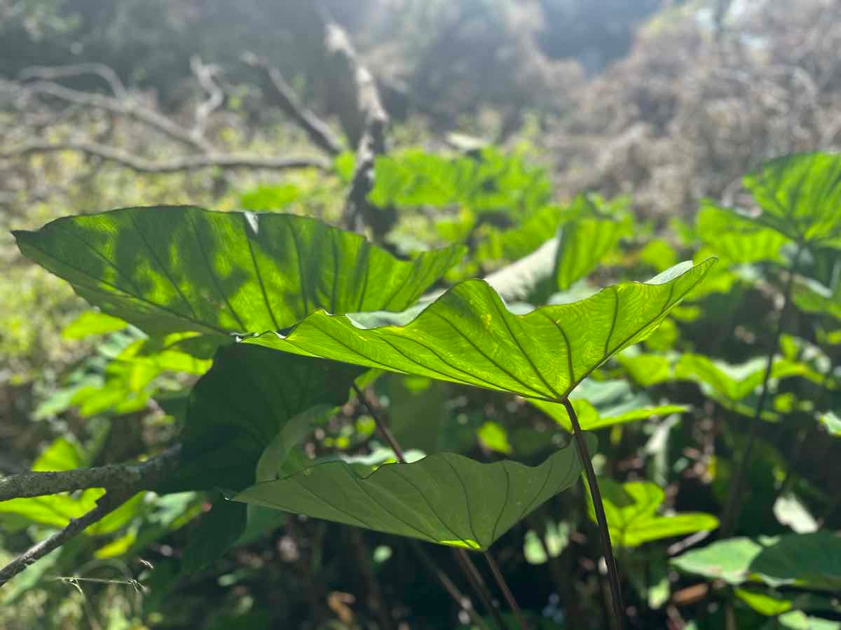 Colocasia esculenta