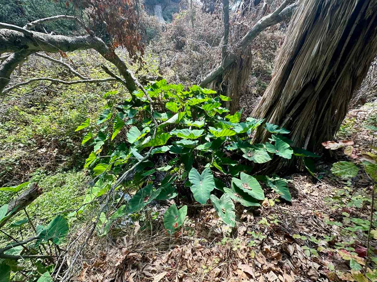 Colocasia esculenta