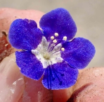 Phacelia viscida var. viscida