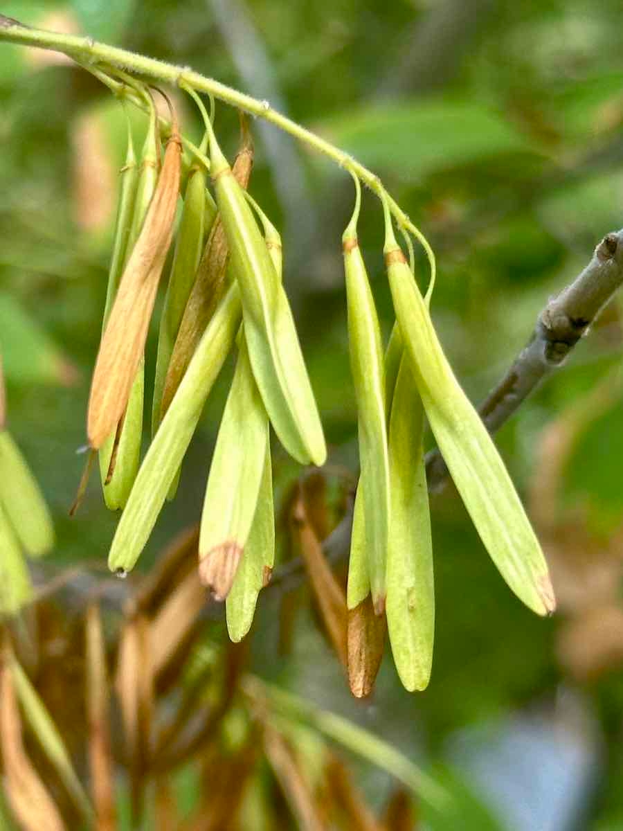 Fraxinus uhdei