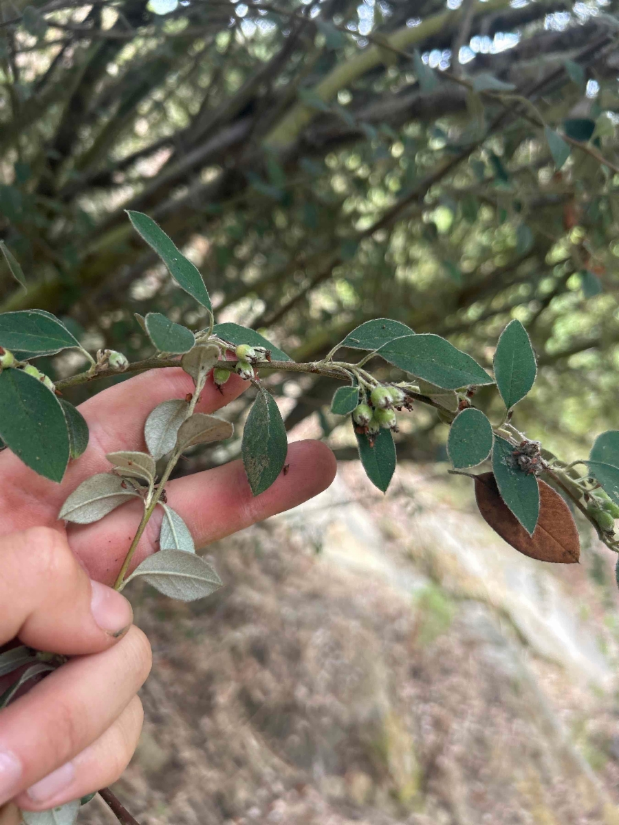 Cotoneaster pannosus