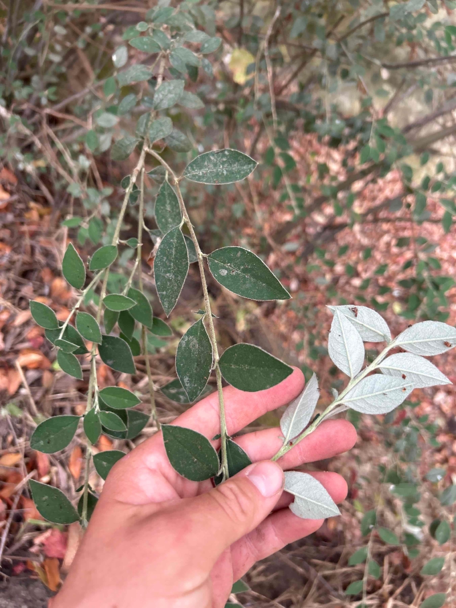 Cotoneaster pannosus