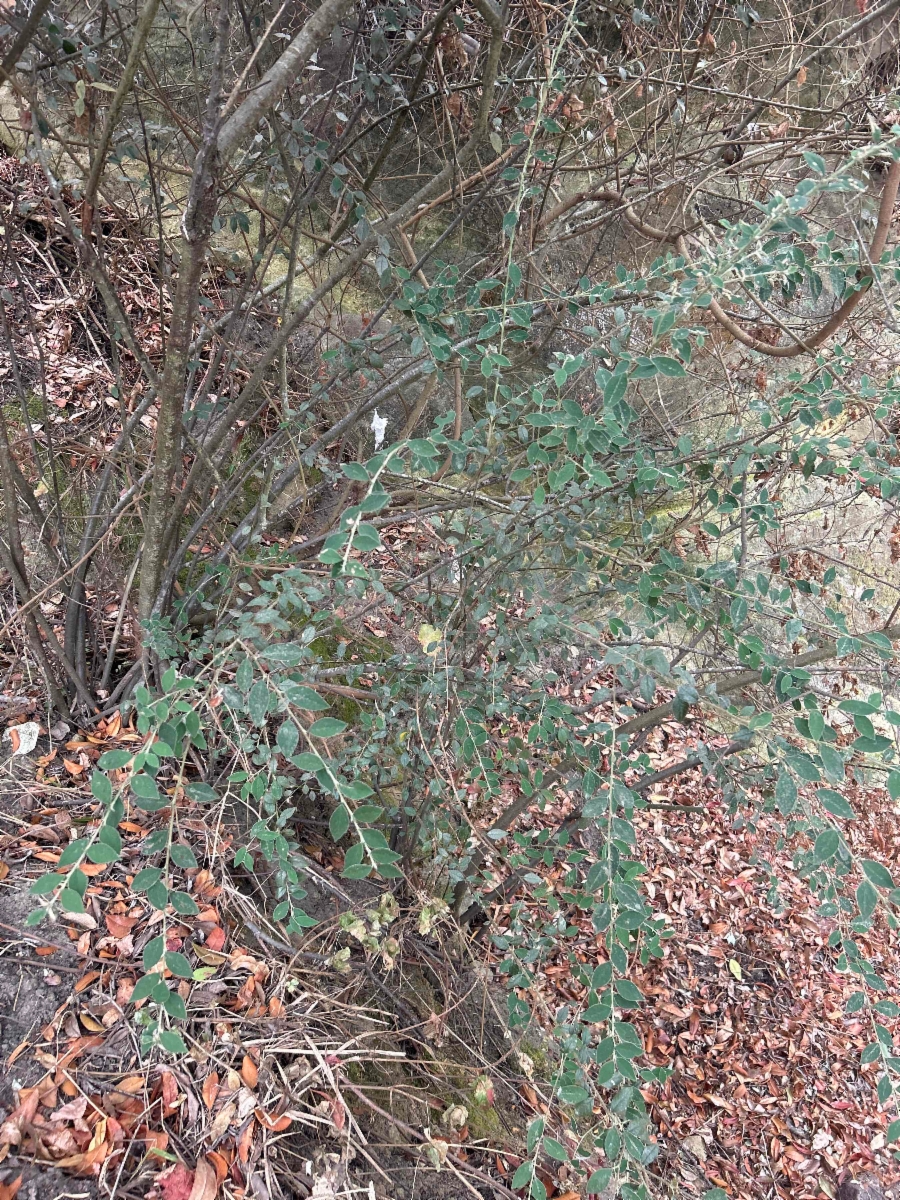 Cotoneaster pannosus