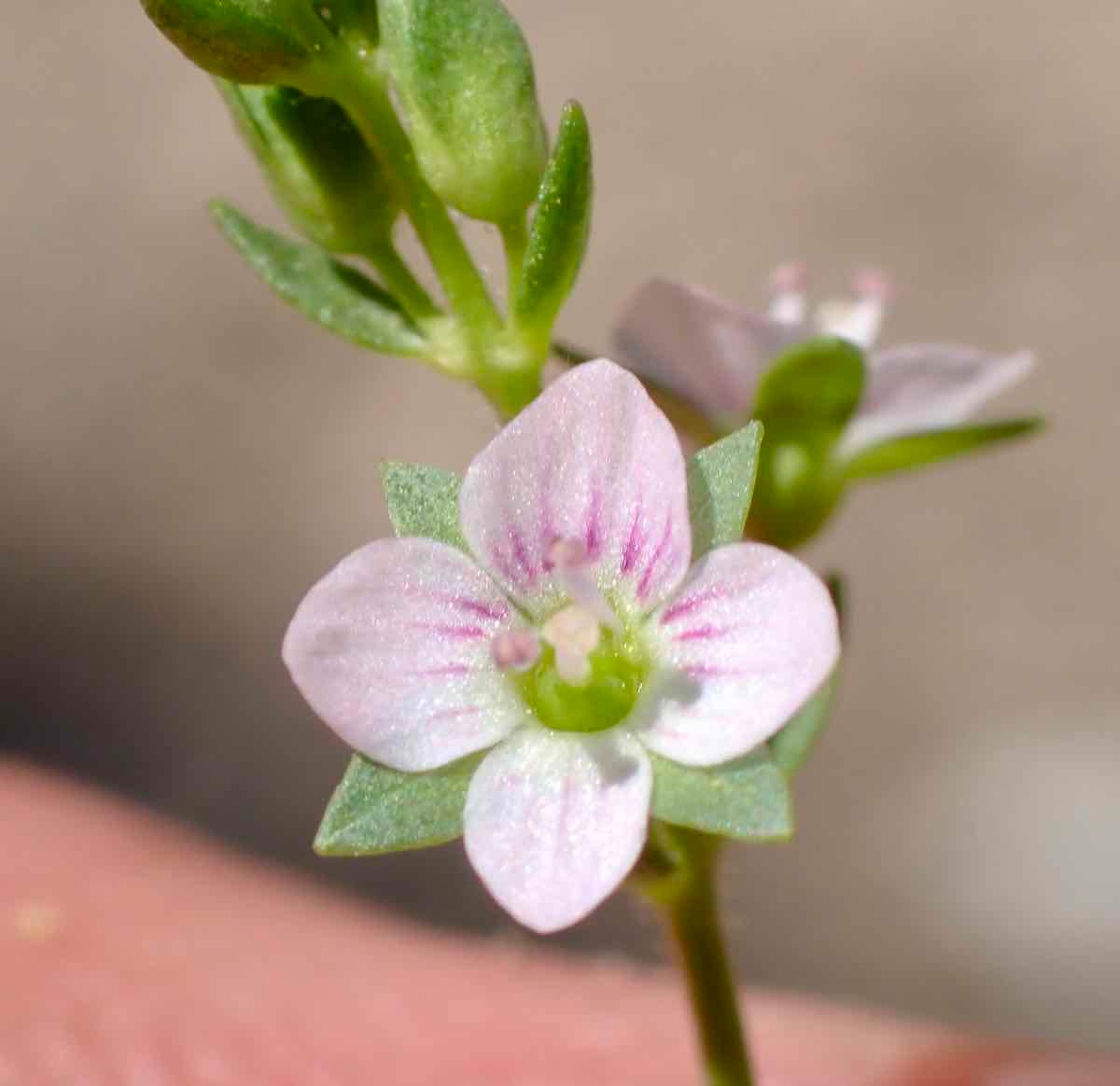 Veronica catenata