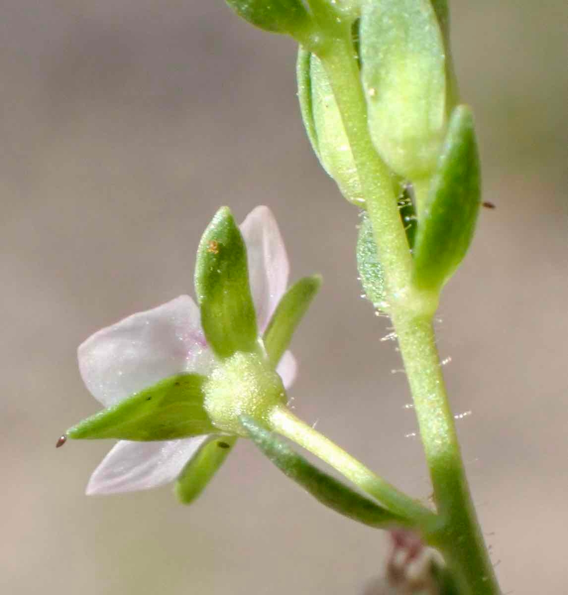 Veronica catenata