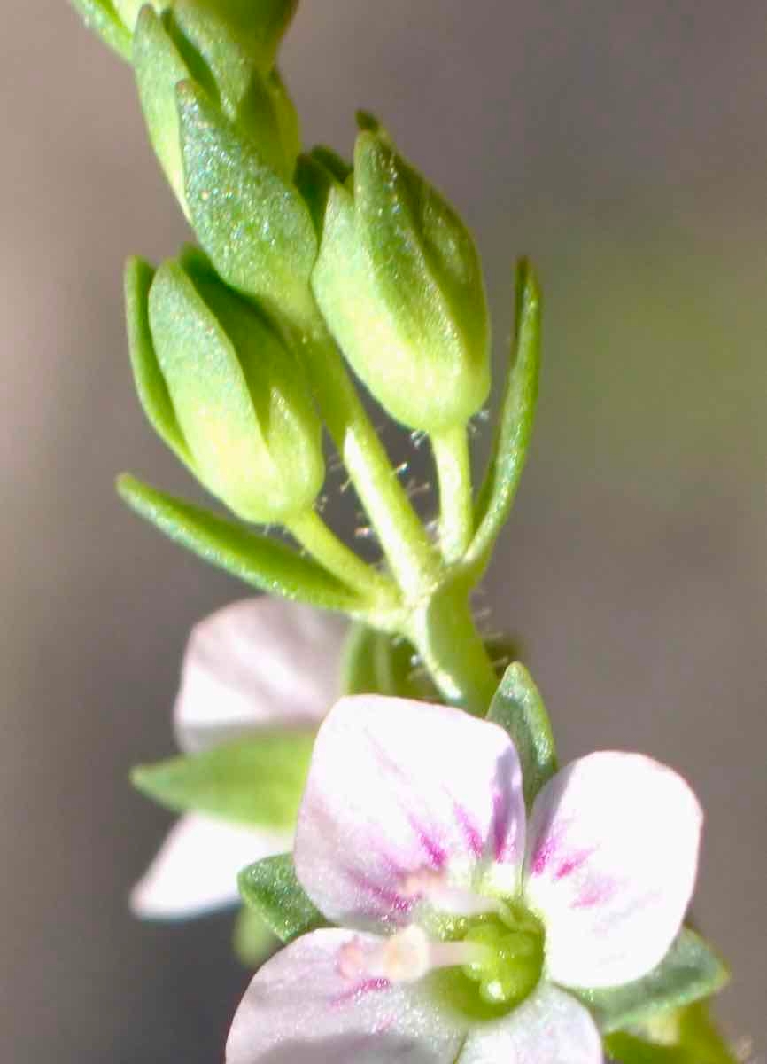 Veronica catenata