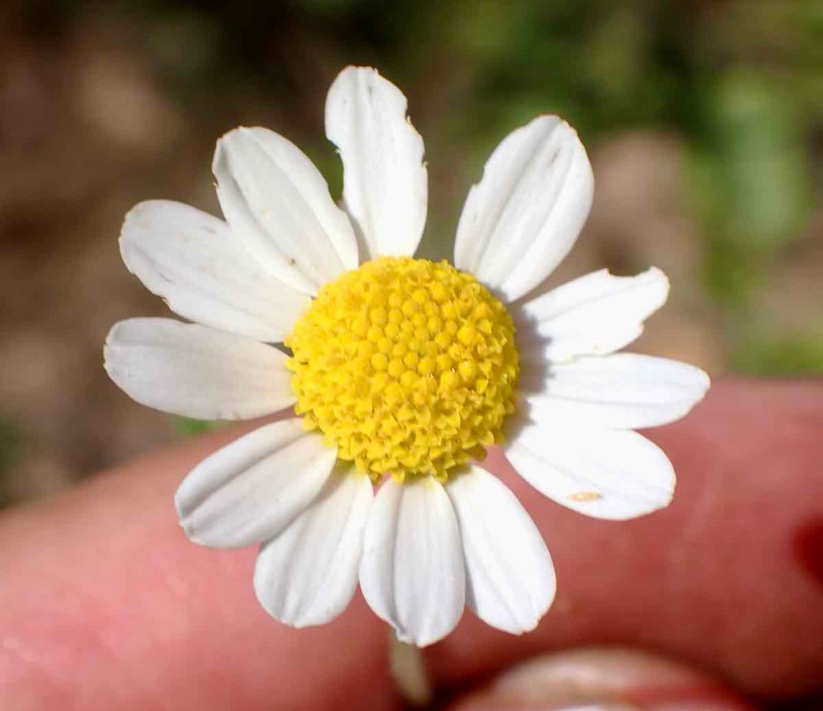 Anthemis cotula