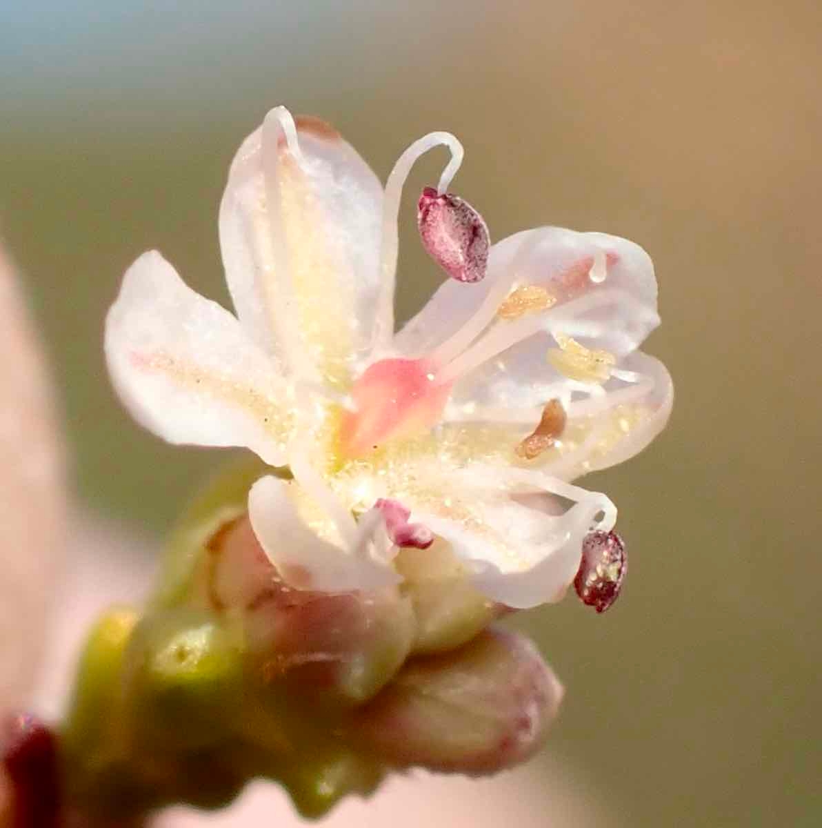 Eriogonum apricum var. apricum