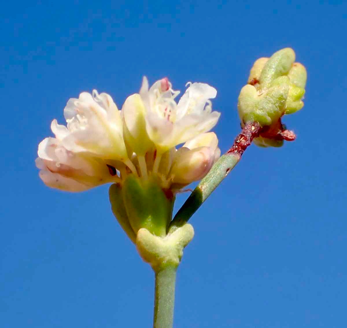 Eriogonum apricum var. apricum