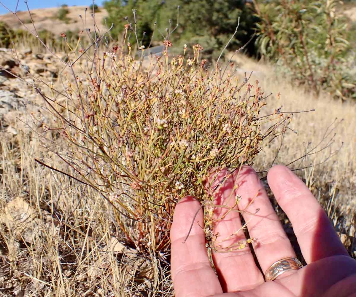 Eriogonum apricum var. apricum