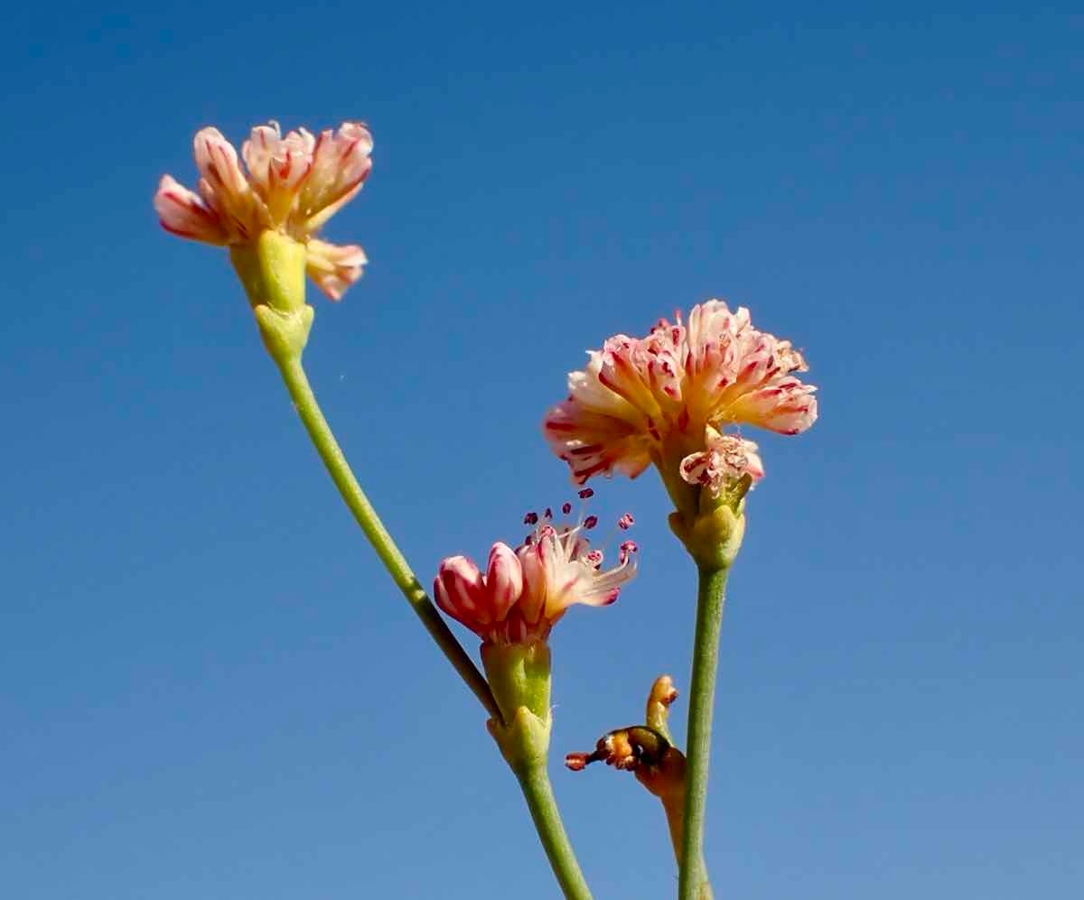 Eriogonum apricum var. apricum