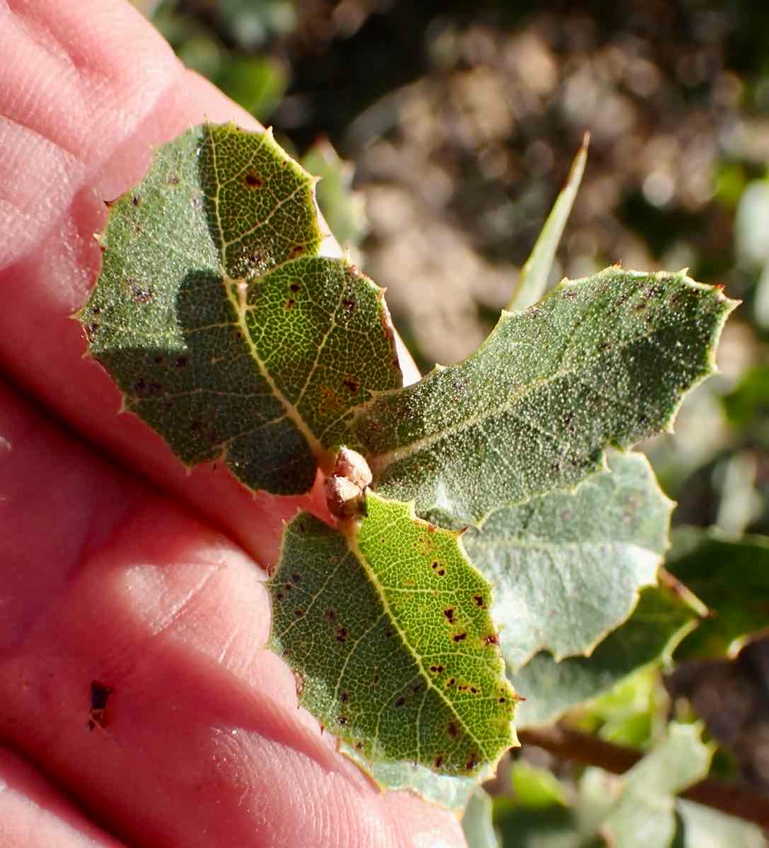 Quercus wislizeni var. wislizeni