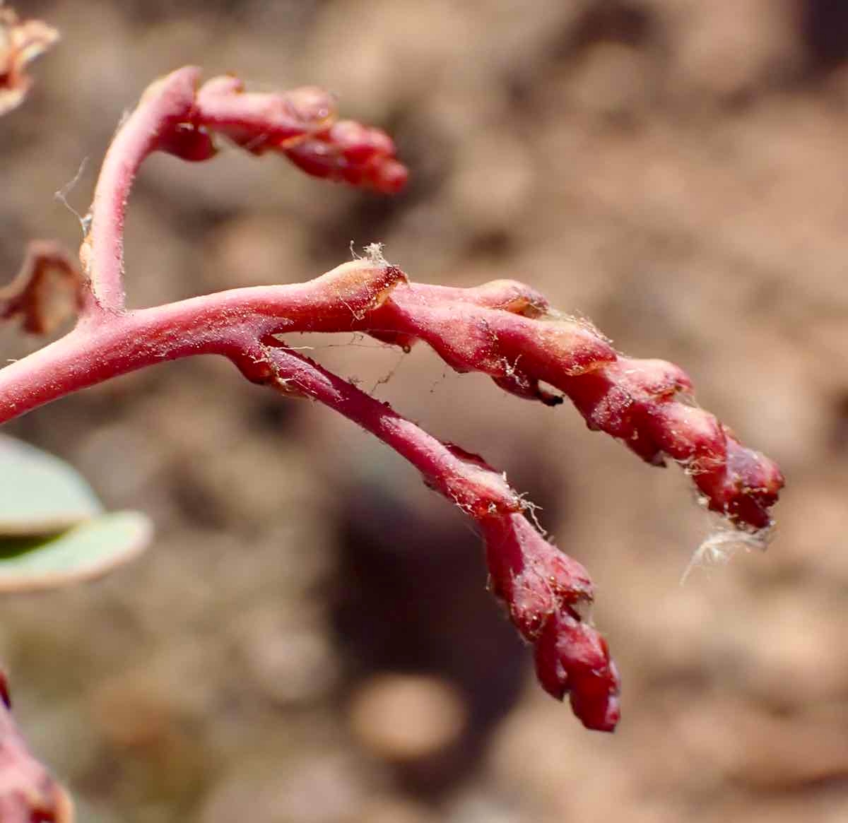 Arctostaphylos viscida ssp. viscida