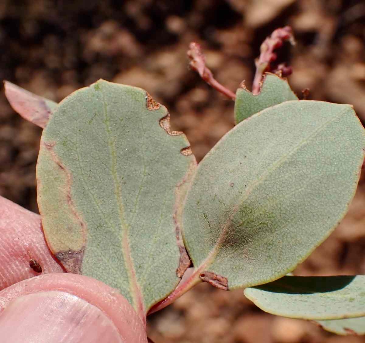 Arctostaphylos viscida ssp. viscida