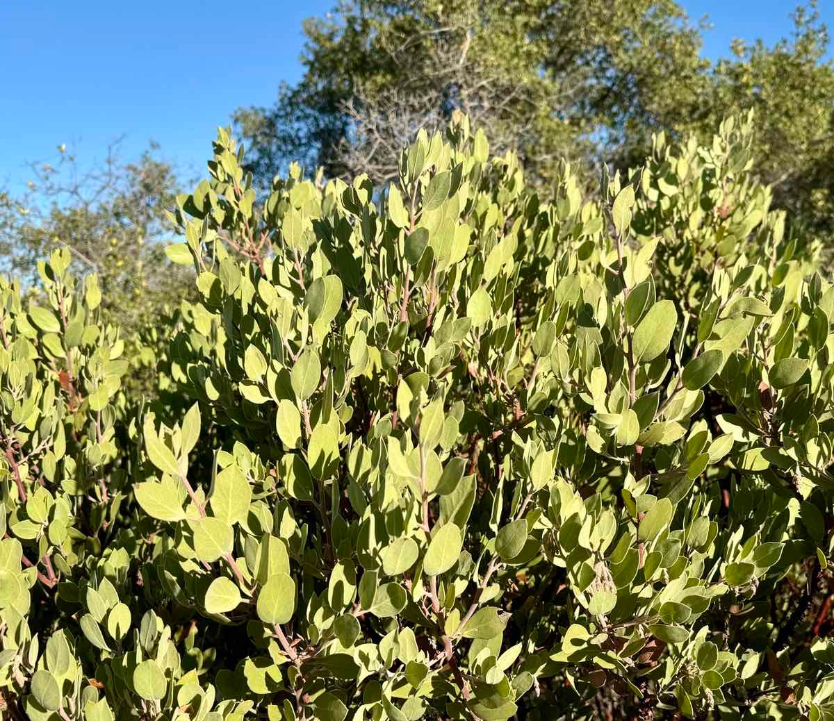 Arctostaphylos Xhelleri