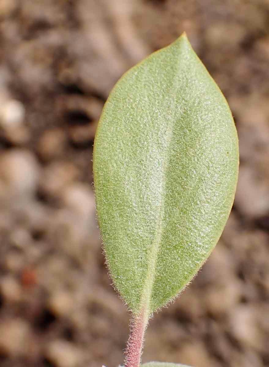 Arctostaphylos Xhelleri