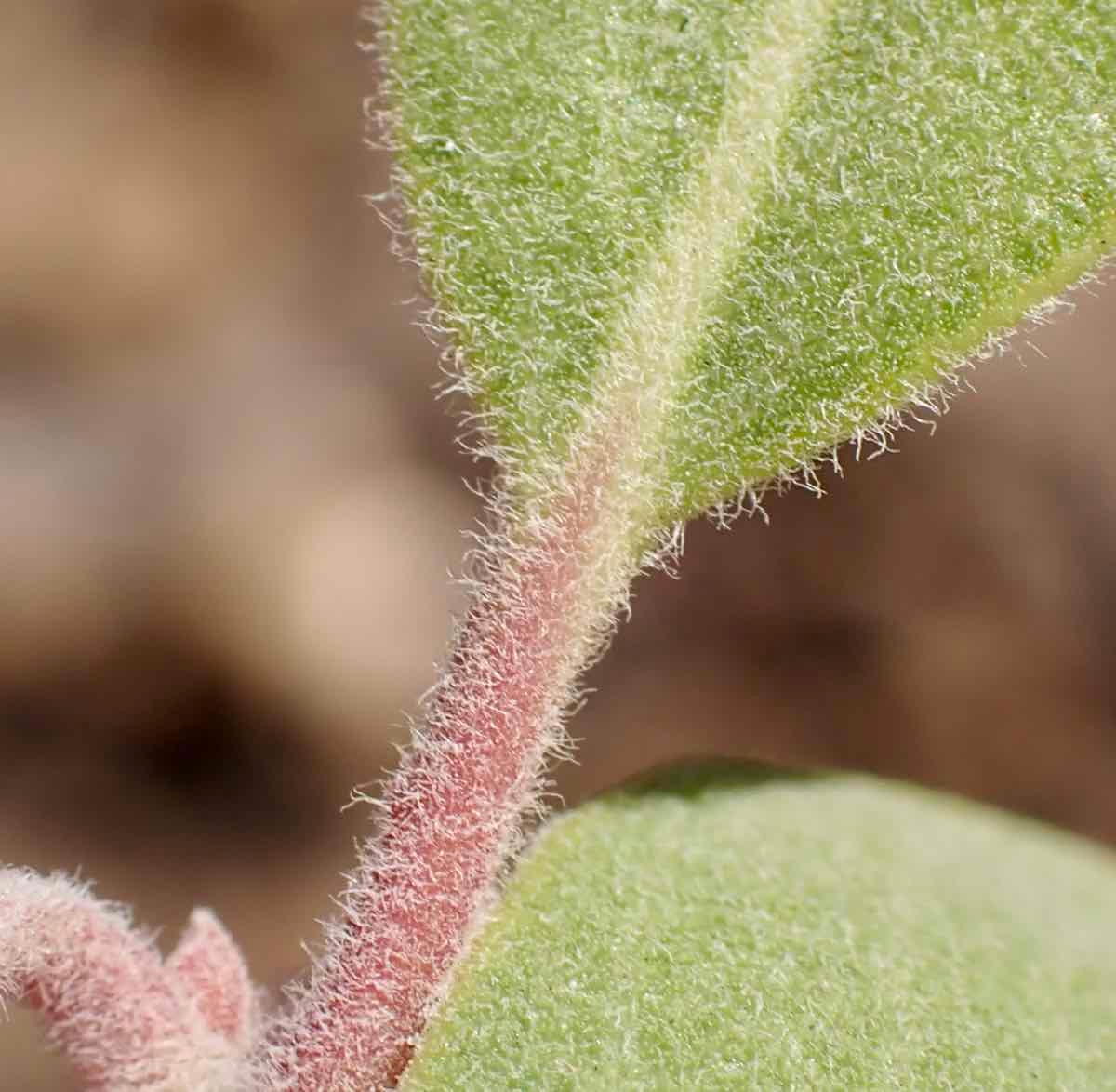 Arctostaphylos Xhelleri