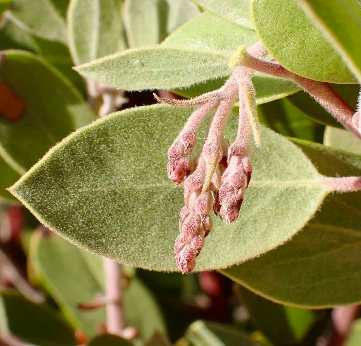 Arctostaphylos Xhelleri