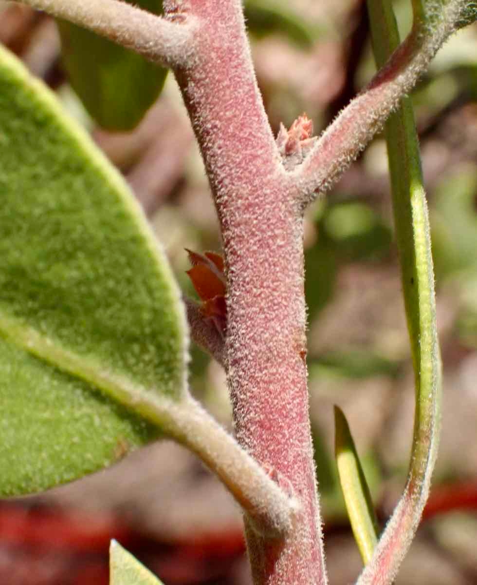 Arctostaphylos Xhelleri