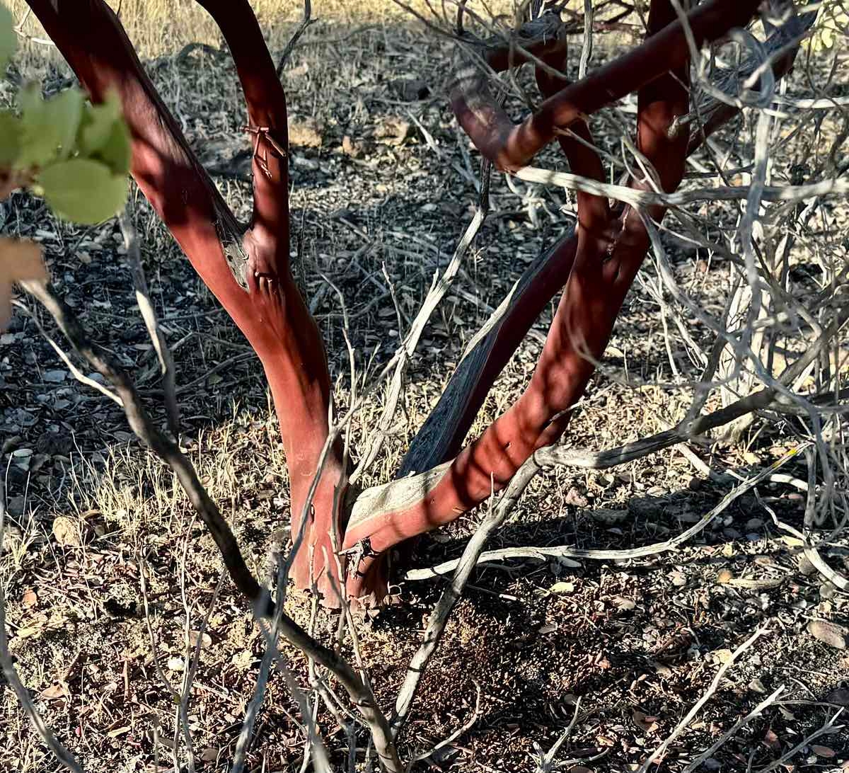 Arctostaphylos viscida ssp. viscida