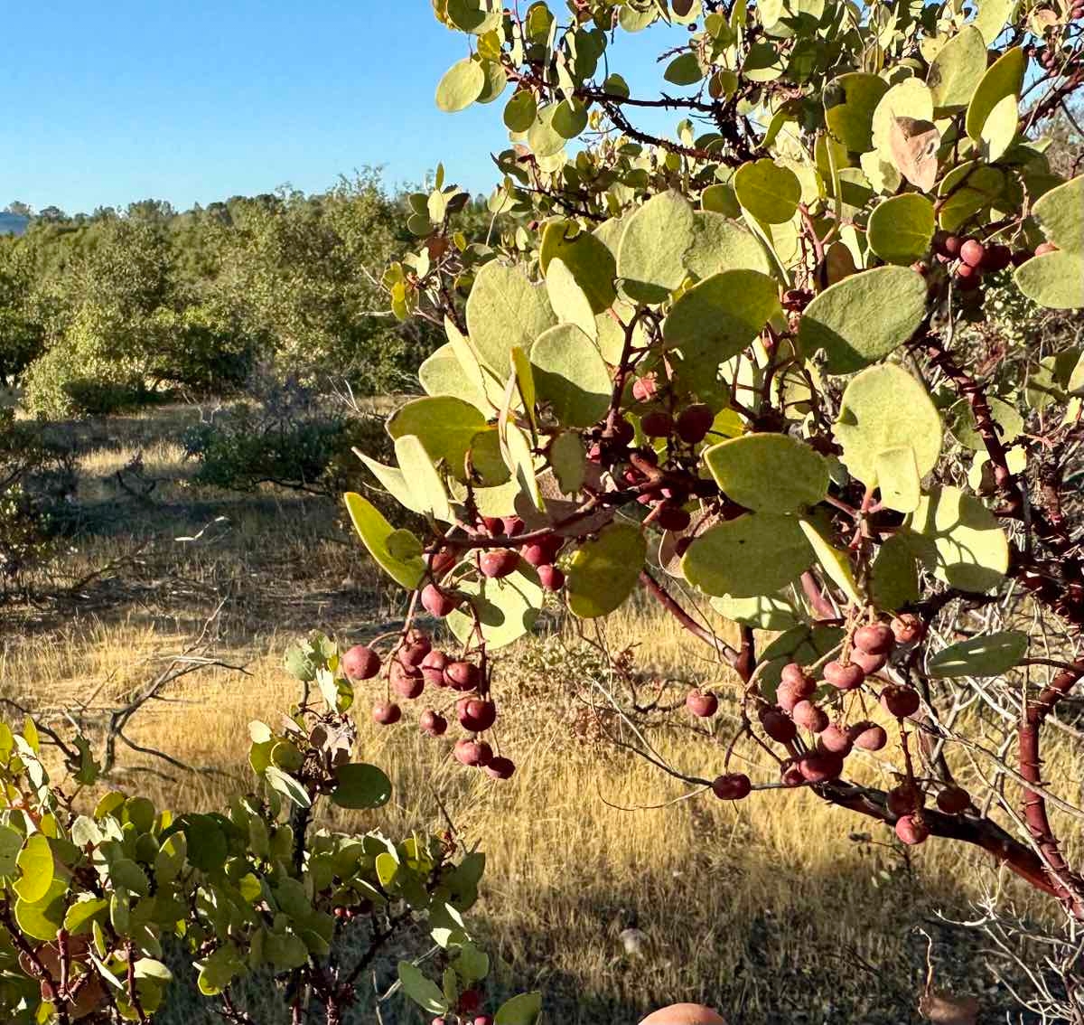 Arctostaphylos viscida ssp. viscida