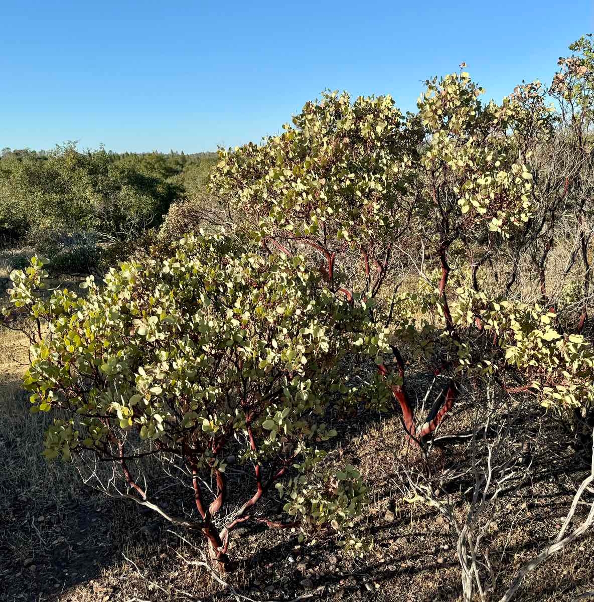 Arctostaphylos viscida ssp. viscida