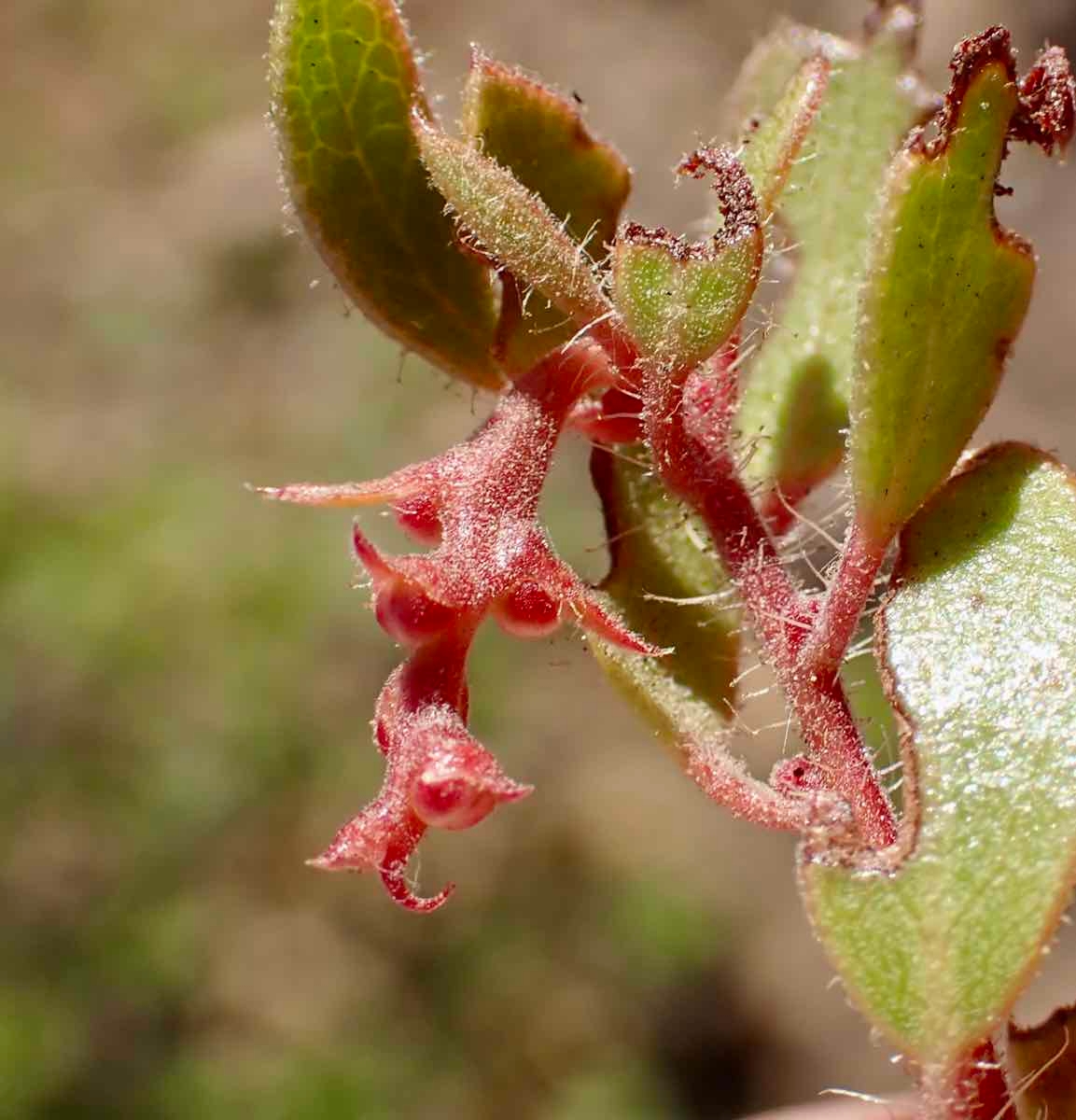 Arctostaphylos myrtifolia