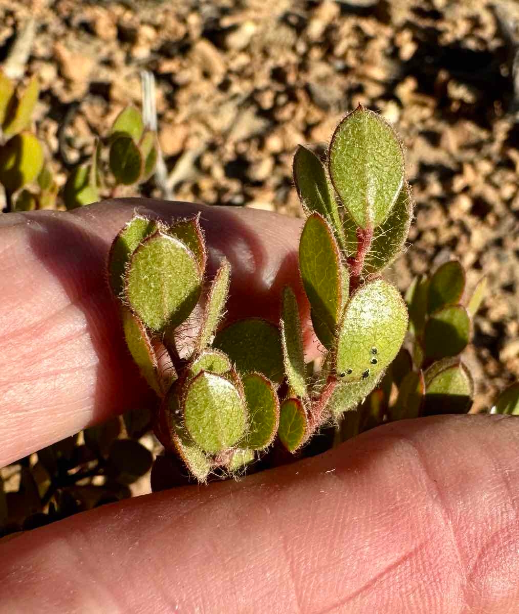 Arctostaphylos myrtifolia