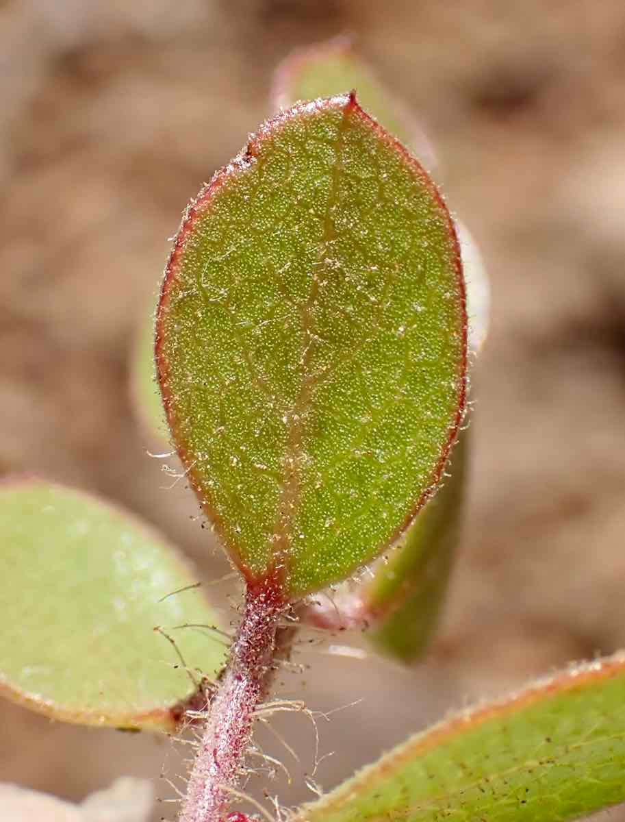 Arctostaphylos myrtifolia