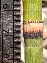 Equisetum hyemale ssp. affine