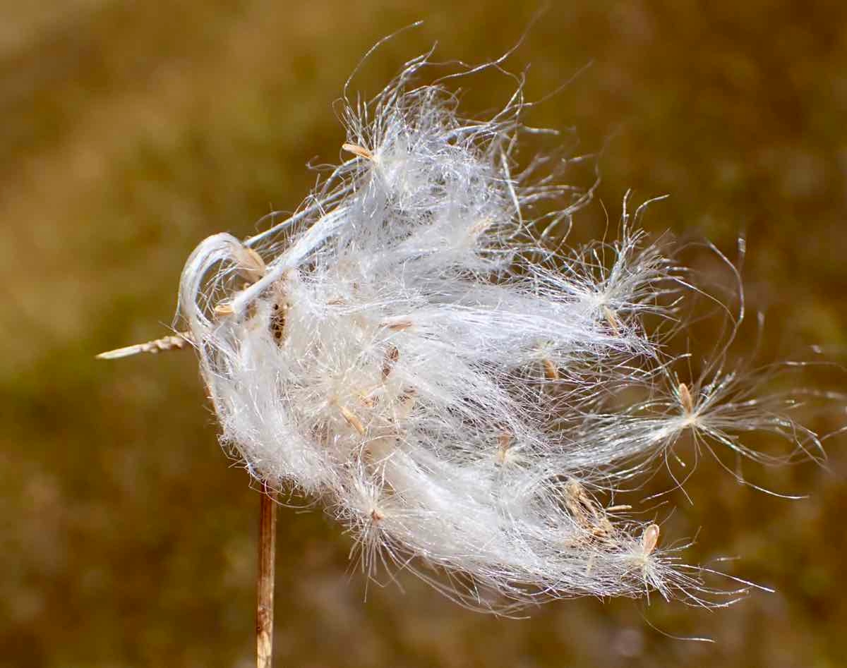 Eriophorum gracile