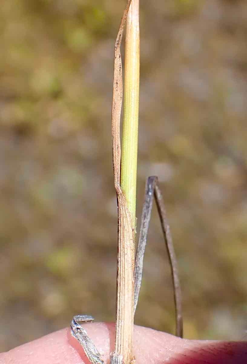 Eriophorum gracile