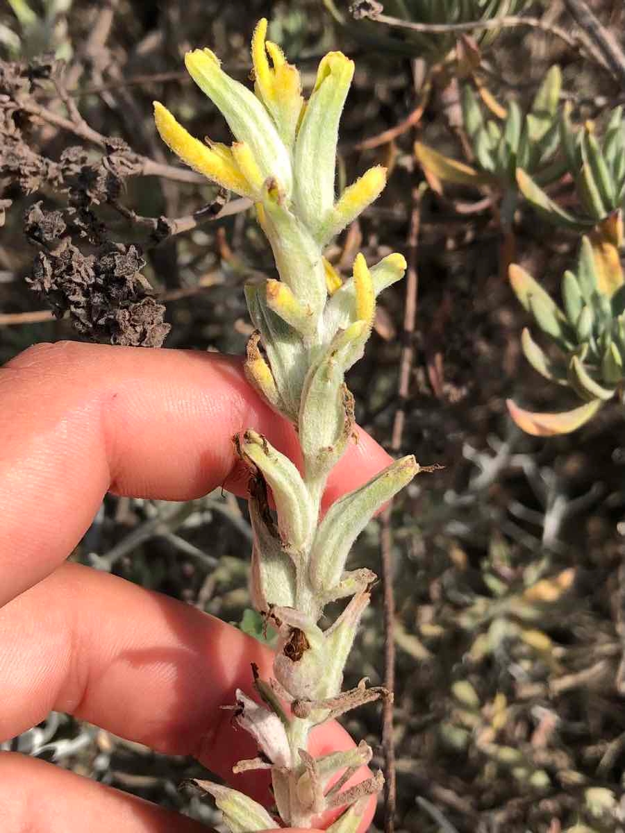 Castilleja hololeuca