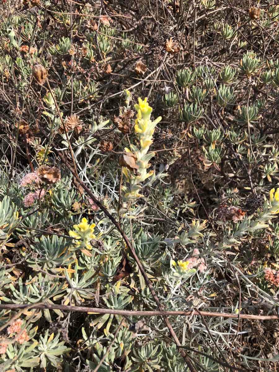 Castilleja hololeuca