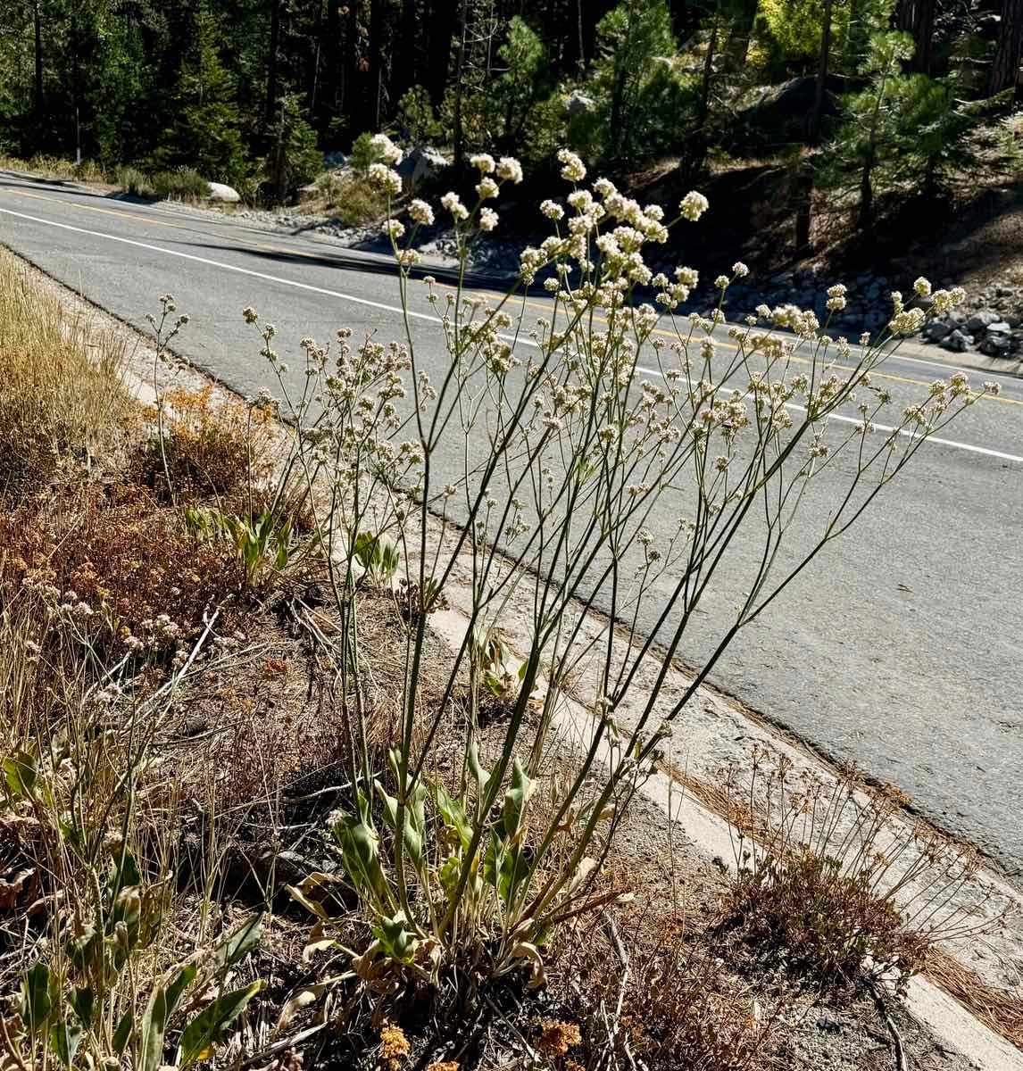 Eriogonum elatum