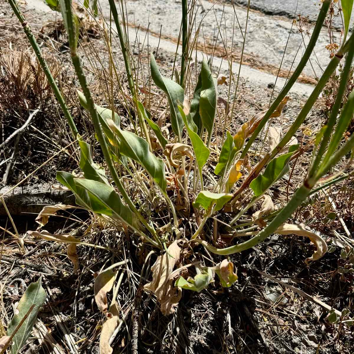 Eriogonum elatum