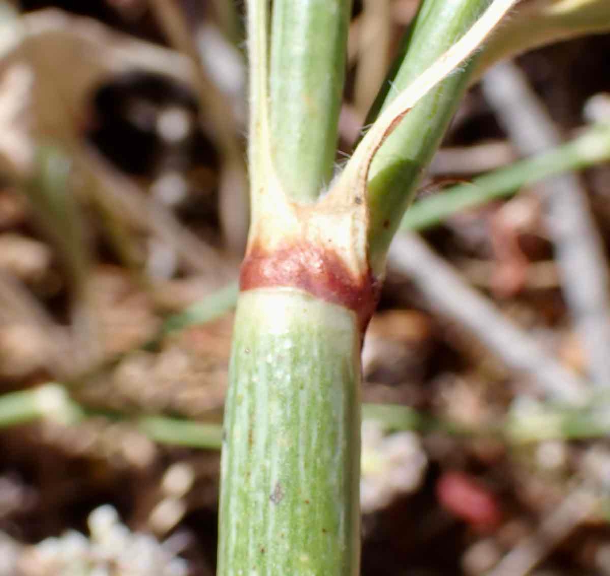 Eriogonum elatum