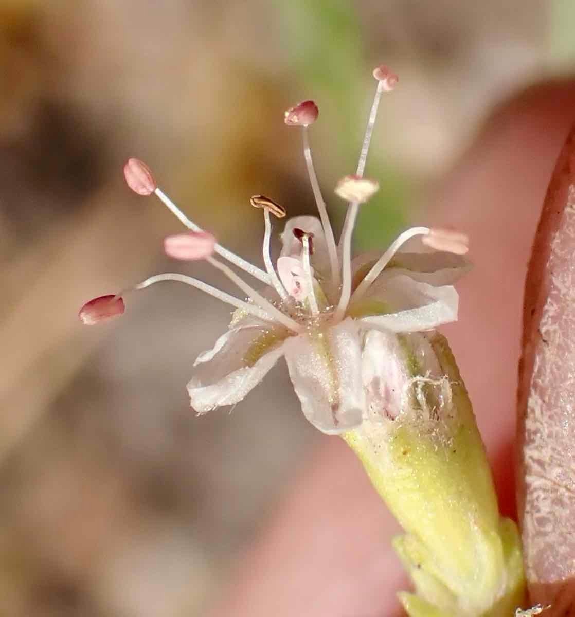 Eriogonum elatum