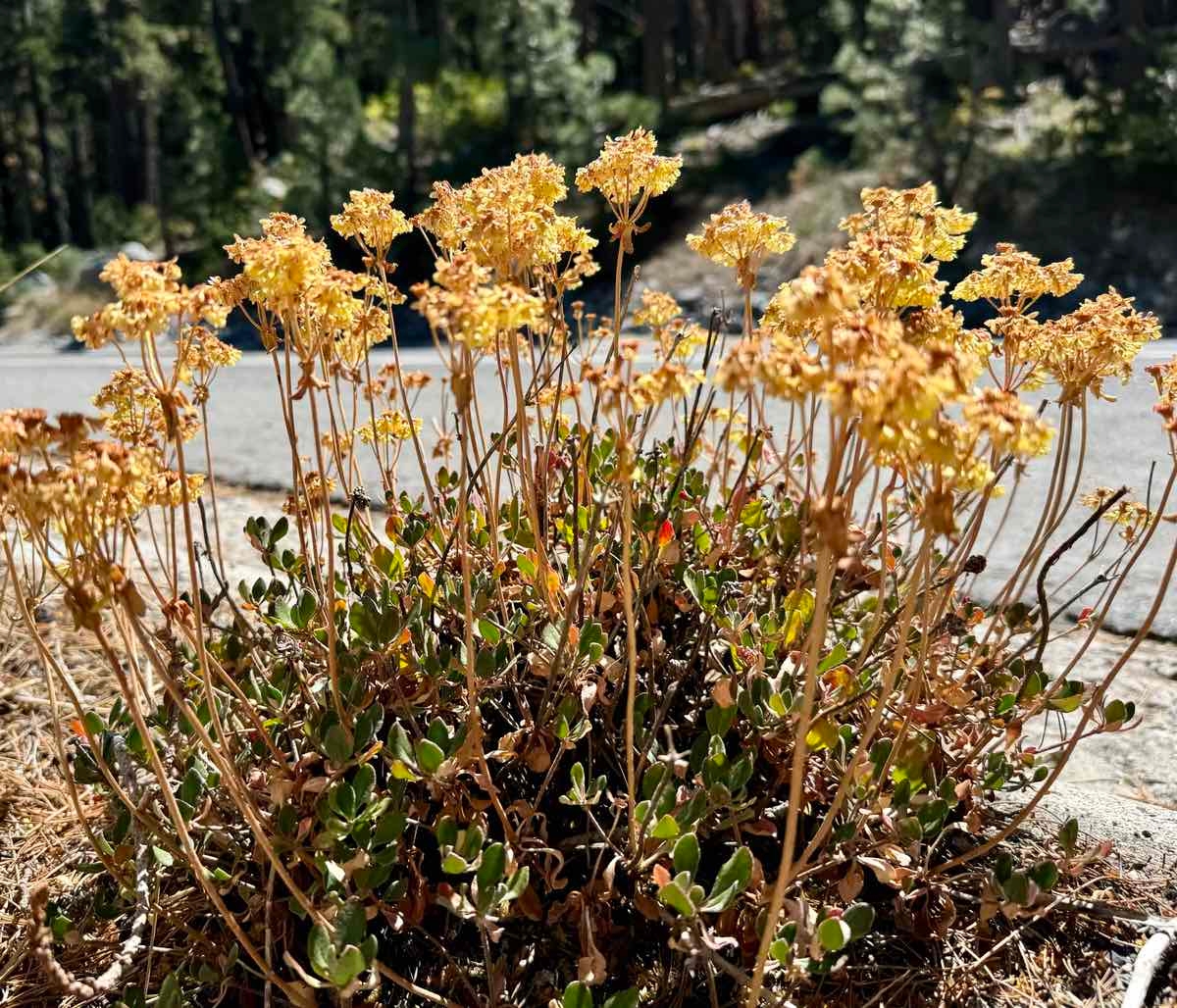 Eriogonum umbellatum var. furcosum